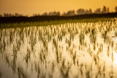 rice field close