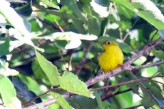 Lore-Lindu-Citrine-Canary-flycatcher