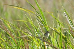 Lore-Lindu-Clamurous-Reed-warbler
