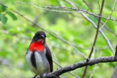Lore-Lindu-Crimson-crowned-Flowerpecker
