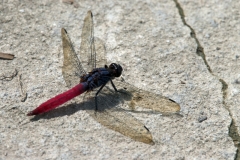 Lore-Lindu-Dragonfly