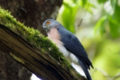 Lore-Lindu-Small-Sparrowhawk