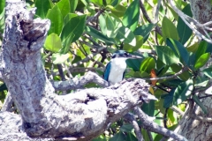 Marisa-Town-Collared-Kingfisher