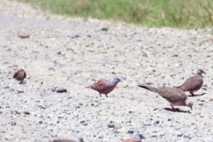 Marisa-Town-Spotted-Dove