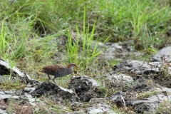 Moutong-Town-Buff-banded-Rail