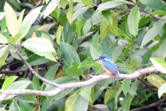 Tangoko-Blue-eared-Kingfisher