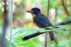 Tangoko-Green-backed-Kingfisher