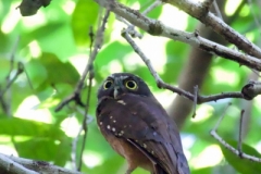 Tangoko-Ochre-bellied-Hawk-owl-02