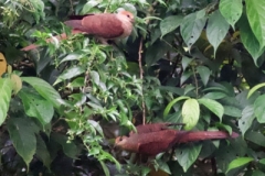 Tangoko-Slender-billed-Cuckoo-dove