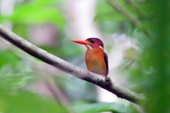Tangoko-Sulawesi-Kingfisher
