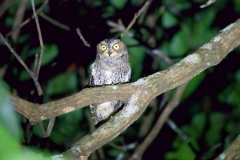 Tangoko-Sulawesi-Scops-owl-01