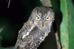 Tangoko-Sulawesi-Scops-owl-02