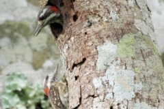 Tangoko-Sulawesi-Woodpecker