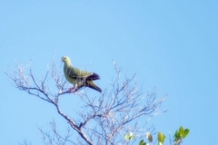 Tanjung-Panjang-Grey-cheeked-Green-Pigeon