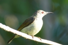 Tanjung-Panjang-Olive-backed-Sunbird-03