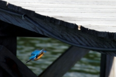 Tomino-Bay-Blue-eared-Kingfisher-01