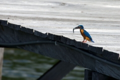 Tomino-Bay-Blue-eared-Kingfisher-02